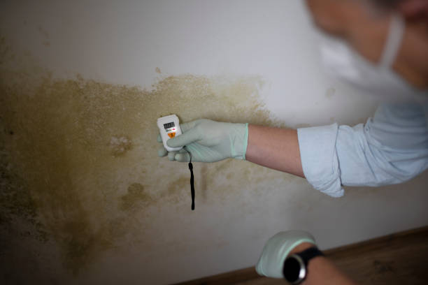 Best Professional Mold Removal  in Premont, TX