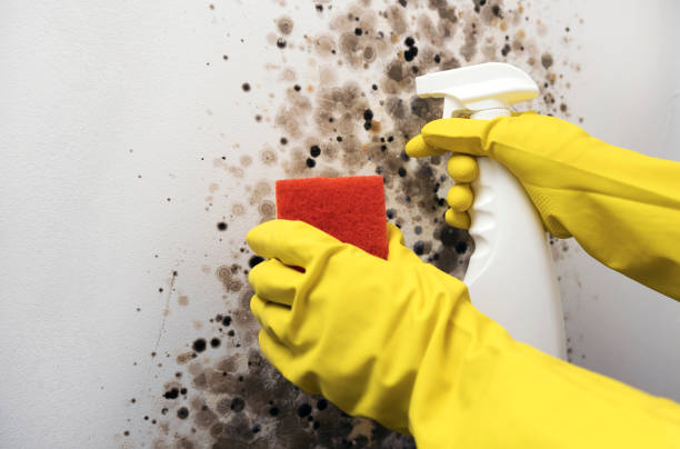 Office Mold Removal Services in Premont, TX