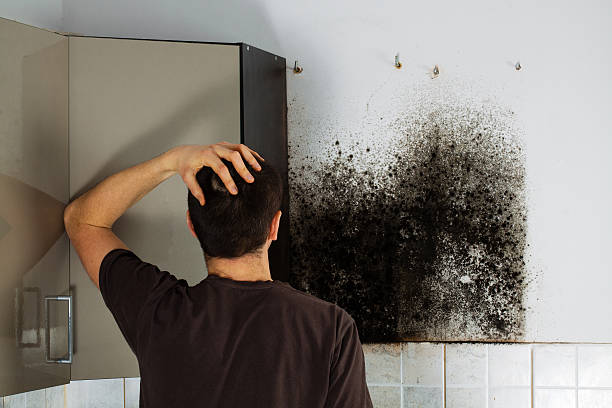Professional Mold Removal in Premont, TX
