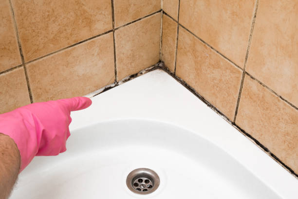 Professional Mold Removal in Premont, TX