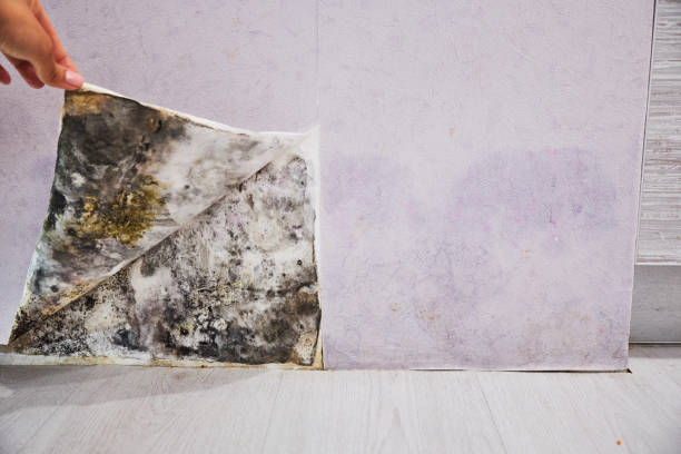 Best Local Mold Removal Service  in Premont, TX